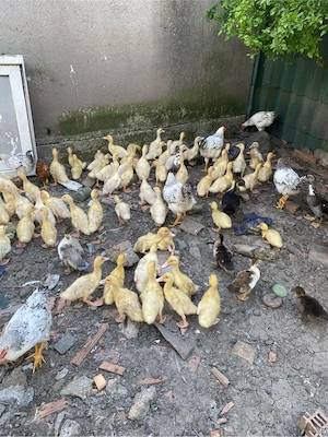 vand rate pekin si mulard - imagine 4