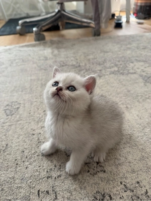 Pui pisica british shorthair chinchilla silver 