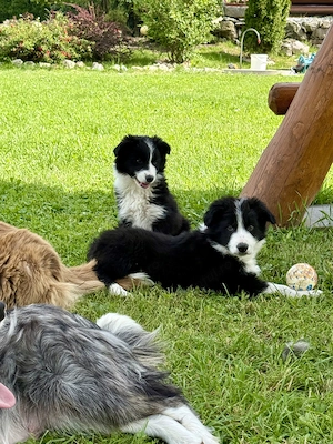 Pui Border Collie - imagine 4