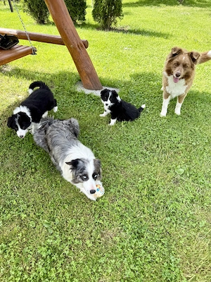 Pui Border Collie - imagine 3