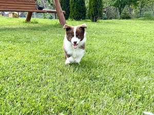 Pui Border Collie - imagine 5
