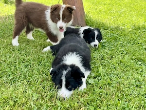 Pui Border Collie