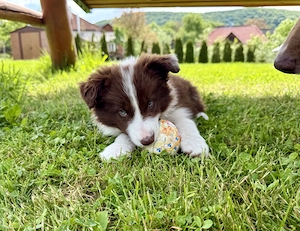 Pui Border Collie - imagine 2