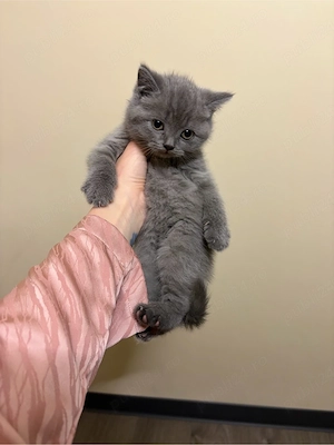 british shorthair