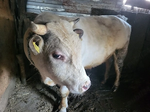 Vând vițel 