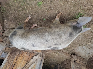 Porc de vanzare