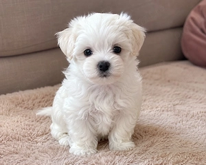 bichon maltez