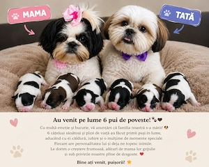 Shih-tzu își caută căsuța! - imagine 3