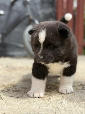 Akita American de vânzare 