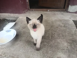 Pisooasi birmanezi 