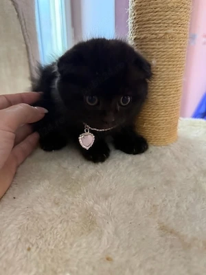 Scottish Fold 