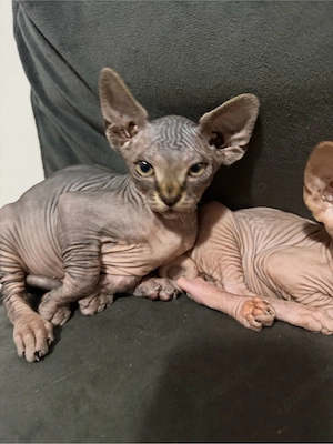 pui sphynx 