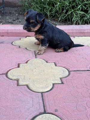 Yorkshire Terrier - imagine 4
