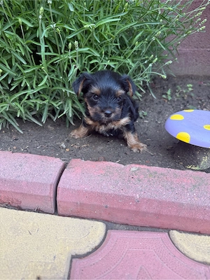Yorkshire Terrier - imagine 3