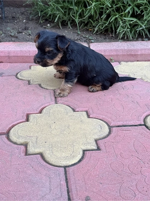 Yorkshire Terrier - imagine 2
