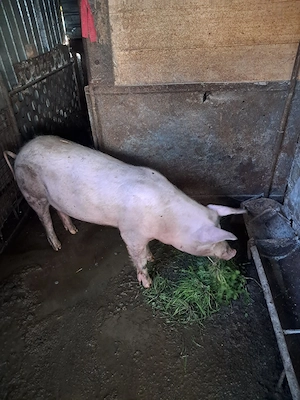 vand porc  - imagine 4