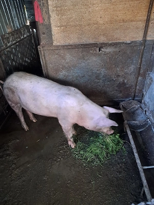 vand porc  - imagine 5