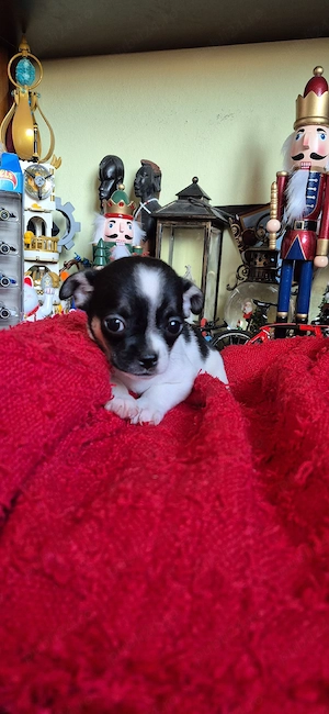 chihuahua fetita