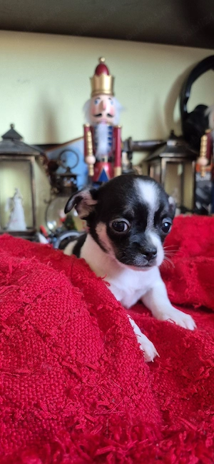 chihuahua fetita - imagine 5