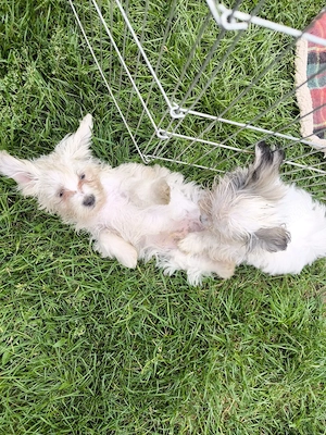disponibili cățeluși bichon havanez