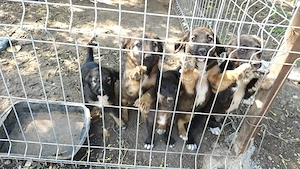 Cățeluși minunați își caută familii iubitoare!