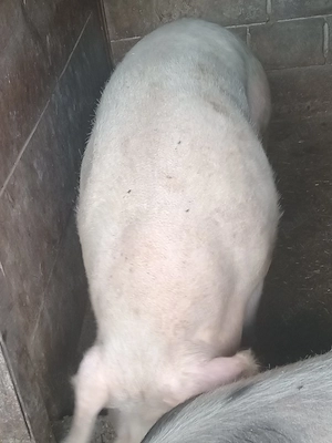 porci de carne 