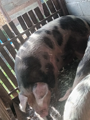 porci de carne  - imagine 2
