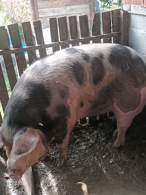 porci de carne  - imagine 5