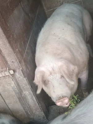 porci de carne  - imagine 3