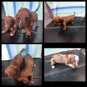 Căței teckel Arlechin maro negru (techel tekel dachshund) - imagine 4