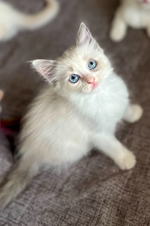 Disponibili puiuți Ragdoll 