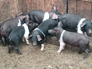 Disponibili 6 purcei bazna de 7 săptămâni preț 250 lei bucata info  