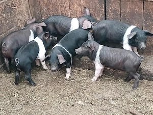 Disponibili 6 purcei bazna de 7 săptămâni preț 250 lei bucata info   - imagine 2
