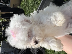 Bichon maltez mini toy,fetita - imagine 3