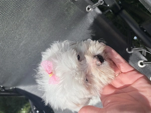 Bichon maltez mini toy,fetita - imagine 4