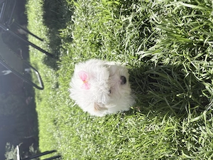 Bichon maltez mini toy,fetita - imagine 2