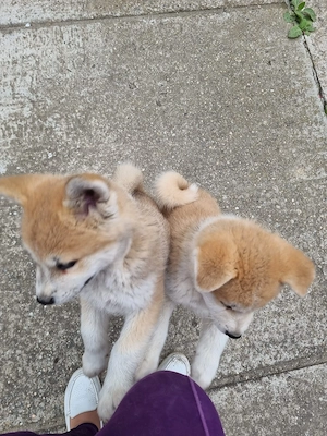 Akita Inu.    - imagine 2