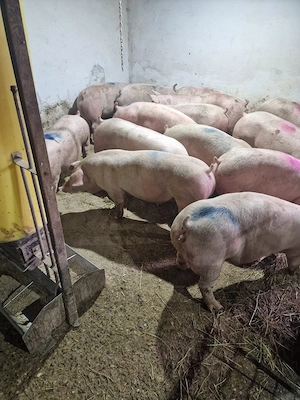 Vând porci landras, petran, marele alb etc 