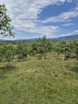 Teren 6600 mp extravilan   Cucoiu, Titesti, Vâlcea | Deschidere la asfalt | Livadă pruni