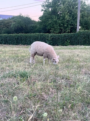 Vând mioare din rasa Texel - imagine 4