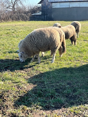 Vând mioare din rasa Texel - imagine 2