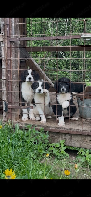 Catei ciobanesc de bucovina 