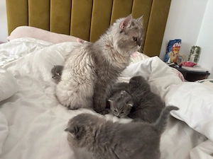 puiuti british longhair si shorthair 