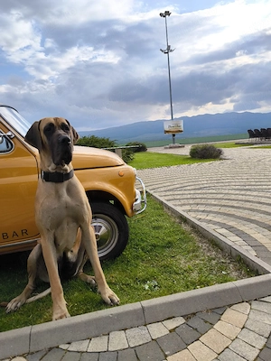 Dog German Great Dane - imagine 2