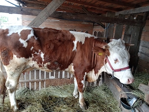 vaca de vanzare
