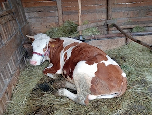 vaca de vanzare - imagine 2