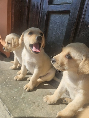 căței Labrador 