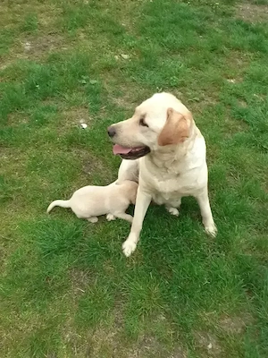 pui Labrador 