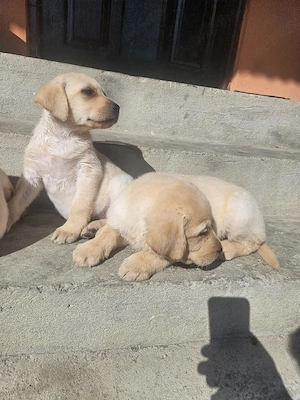 căței Labrador  - imagine 2