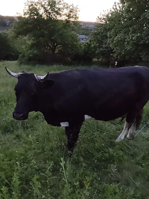 vind vaca și vițică 